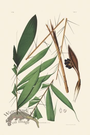 Rodrigues Palm Front 033